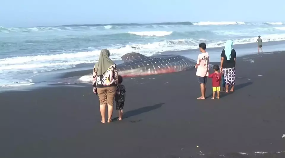 Featured Post Image - Hiu Tutul 7 Meter Terdampar di Pantai Selatan Lumajang